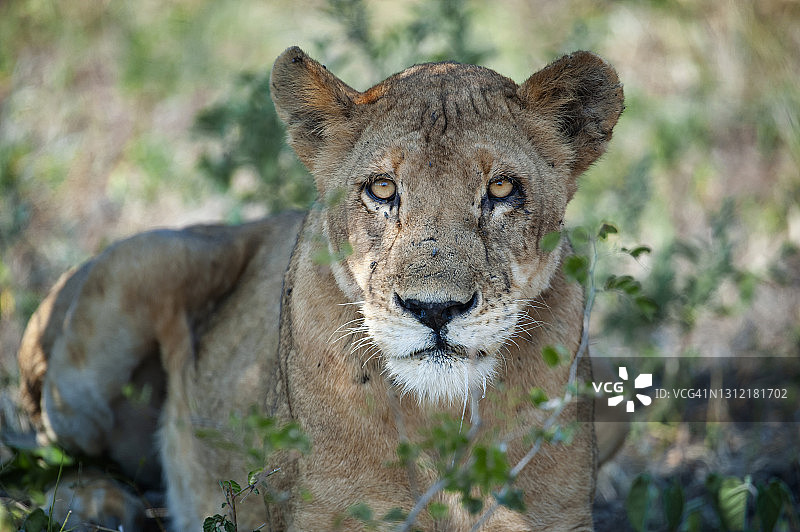 一个年轻的母狮(狮子)的肖像，东非图片素材