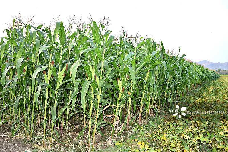 田里有玉米秸秆的农村农田图片素材