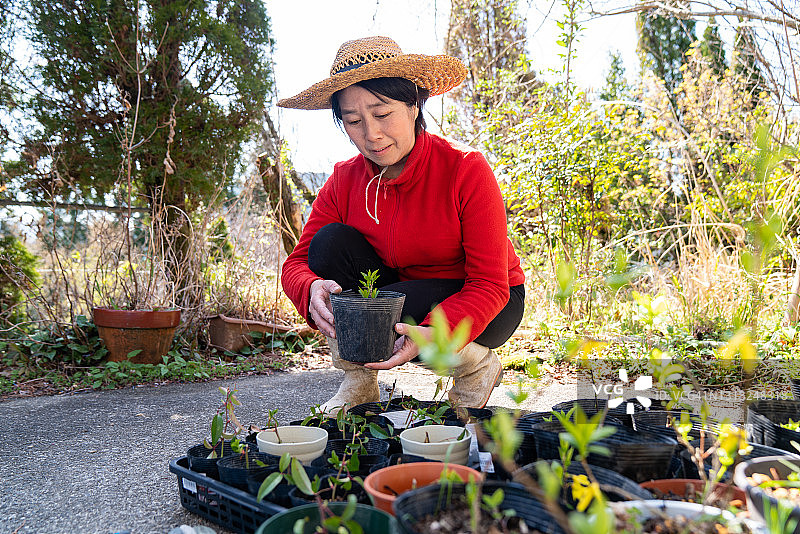 一名成熟的日本妇女在自家花园里检查植物图片素材