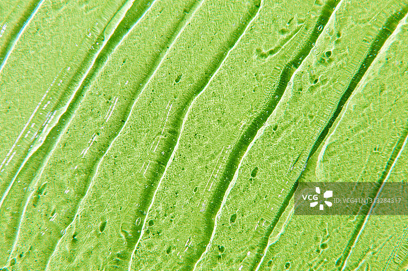 凝胶霜的质地。绿色背景上的透明质酸液体凝胶。图片素材