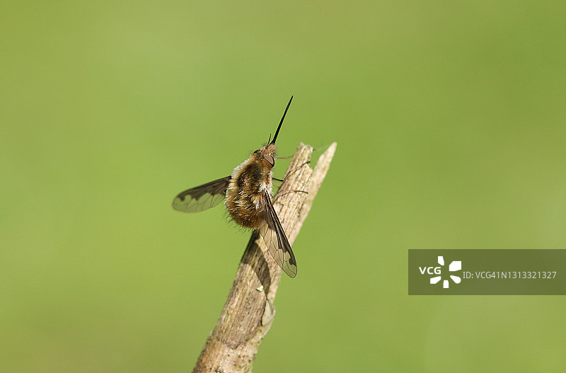 一只黑边蜂蝇，名叫Bombylius少校，栖息在一根小树枝上。图片素材