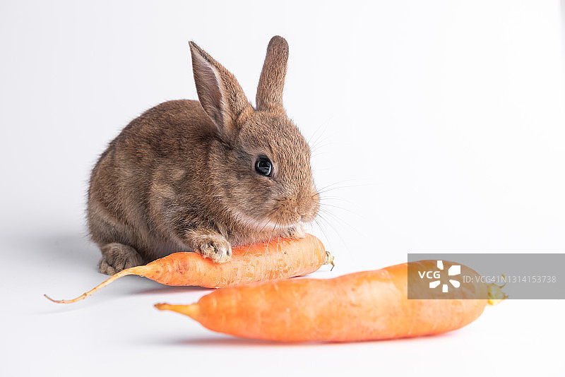 滑稽的小兔子拿着胡萝卜，兔子吃着胡萝卜图片素材