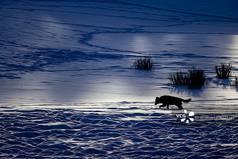 灰狼的剪影在雪中行走图片素材