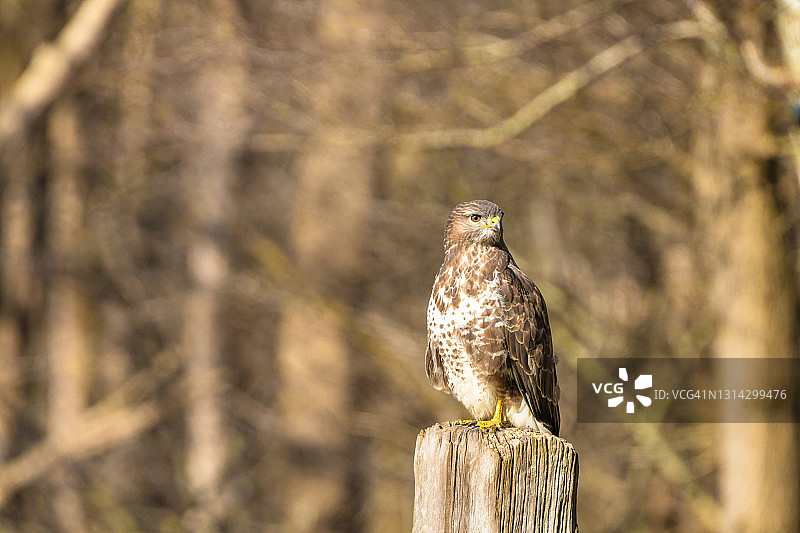 森林里的秃鹰。坐在木柱子上。野生猛禽，布特奥布特奥，向左看。大自然的野生动物景观图片素材