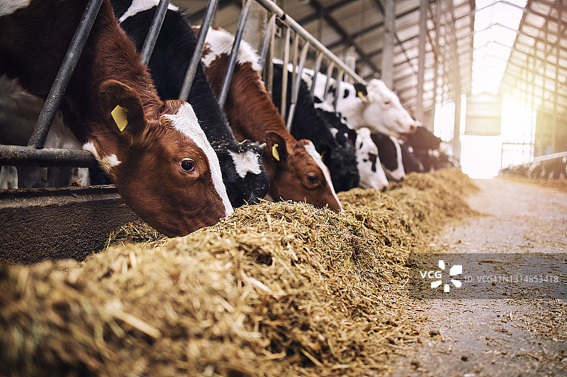在牛棚里吃干草或奶牛场饲料的一群奶牛。图片素材