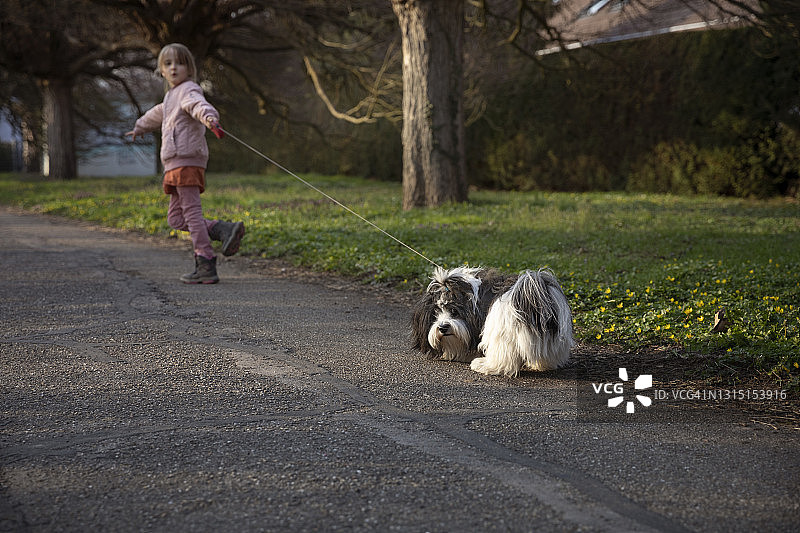 倔强的狗在孩子拉着狗绳的情况下，拒绝在人行道上再走一步图片素材