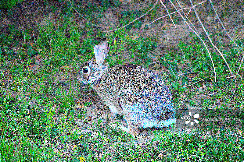 东棉尾兔兔图片素材