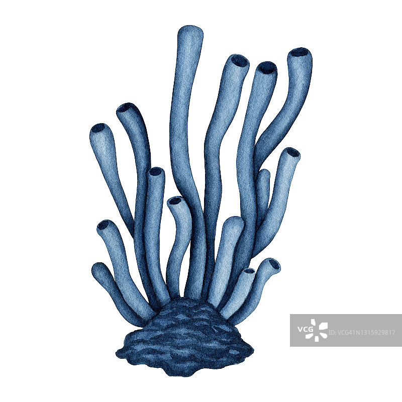水彩蓝色水螅珊瑚。手绘装饰热带水下珊瑚礁生物。水生植物。海洋海洋生物插图。手绘海洋剪贴画，设计元素图片素材
