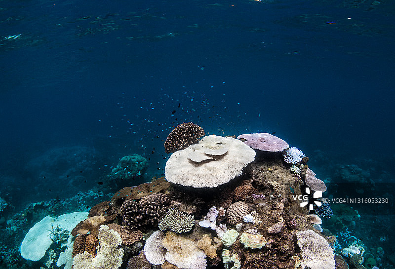 大堡礁的珊瑚白化图片素材