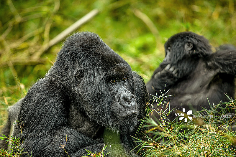 在卢旺达火山国家公园休息的银背山地大猩猩(白令盖大猩猩)的特写图片素材