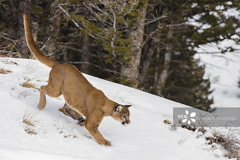 近距离侧面的美洲狮(美洲狮)跟踪在雪地上图片素材