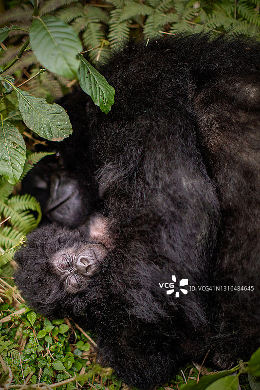 高山大猩猩(白令盖大猩猩)在植被间休息的高角度视图图片素材