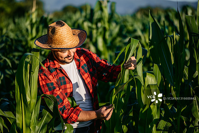 在玉米地里检查产量质量的农民或农学家图片素材