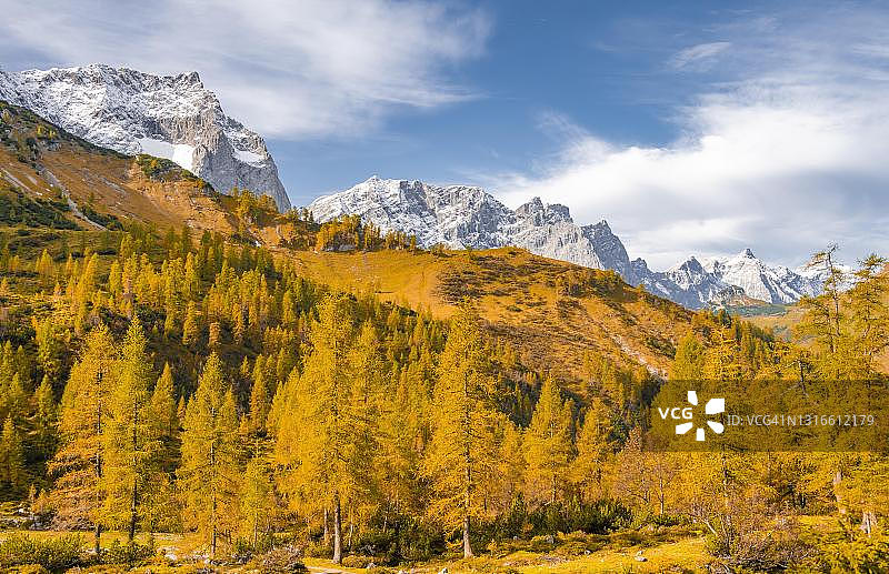 秋天黄色的落叶松，背景是白雪覆盖的山峰，恩，Hinterriss市，卡文德尔山脉，卡文德尔高山公园，蒂罗尔，奥地利图片素材
