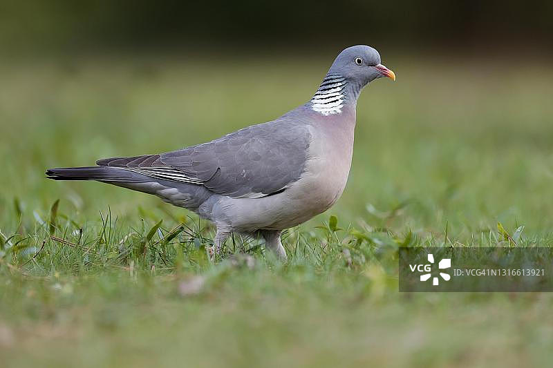 在草地上散步的普通木鸽，德国图片素材