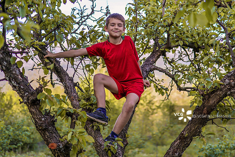 快乐的男孩在苹果树上摆姿势在阳光明媚的春天在花园里图片素材