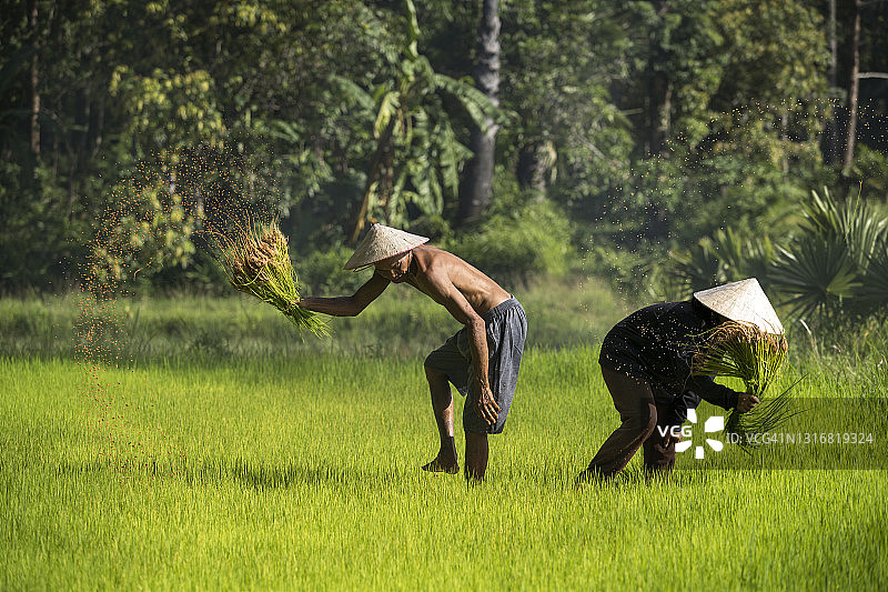 农民们摇晃着泥土，从秧苗上摇出了茉莉花。泰国。图片素材