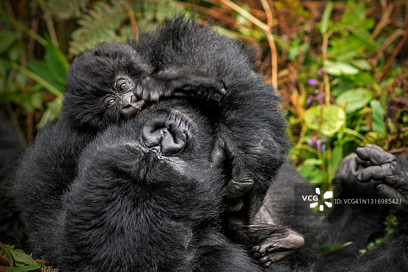 刚出生的山地大猩猩宝宝(白令盖大猩猩)和它的妈妈在植被间玩耍的爱情场景图片素材