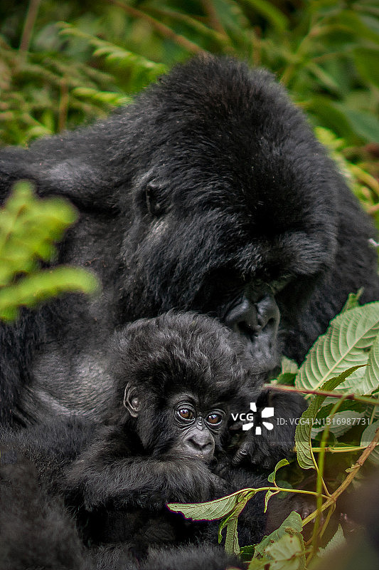 初生的山地大猩猩宝宝(白令盖大猩猩)在它妈妈的怀里图片素材