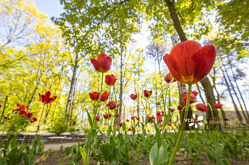 美丽的自然景观。春天的郁金香花园特写，阳光明媚，花香自然浪漫。春日的草地上，森林里开着许多生机勃勃的郁金香花，花香四溅图片素材