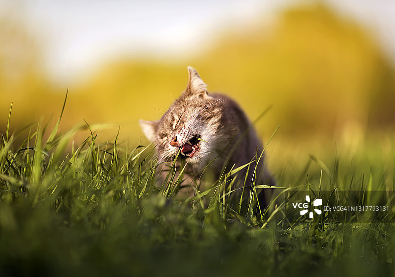 在春天阳光明媚的草地上，一只虎斑猫正在散步，咀嚼着新鲜的青草图片素材