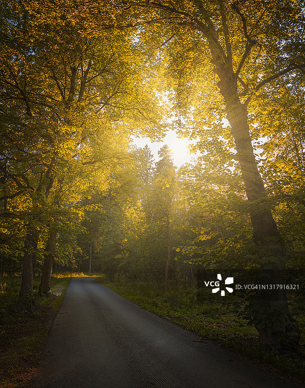 夏日日落时黄色的森林路。Aulanko,芬兰。图片素材