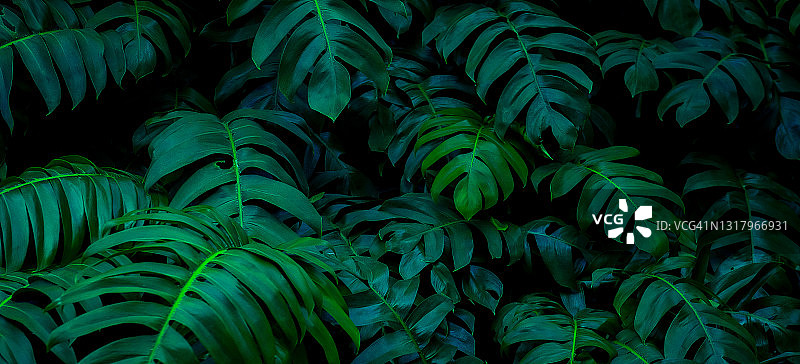 热带树叶，抽象的绿叶纹理，自然背景图片素材