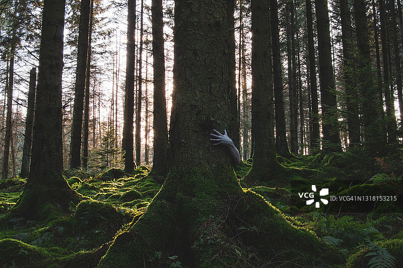 一只手紧紧抓住树干的阴郁恐怖的概念。在一个森林。背光由夕阳图片素材