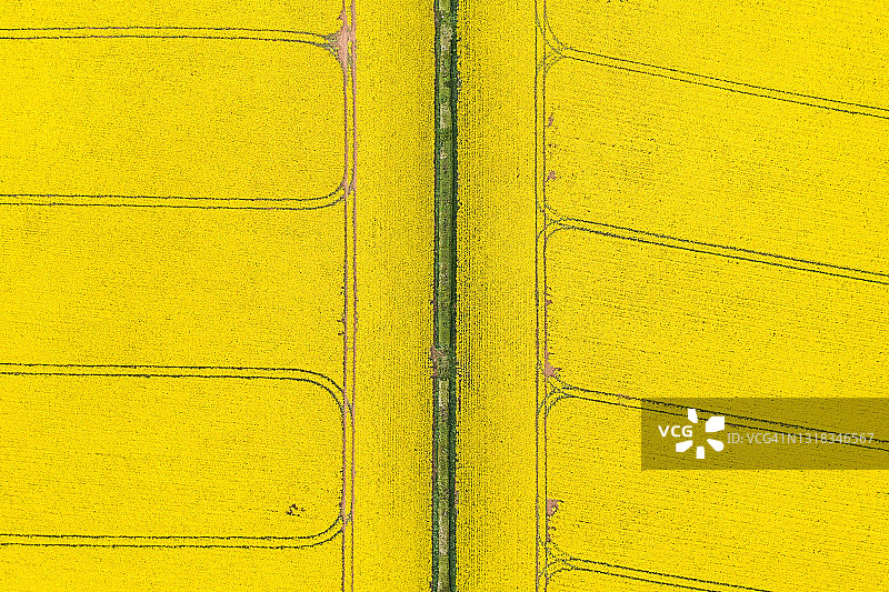 无人机直接在被树篱分隔开的两块盛开的菜籽油田上方拍摄，英国图片素材