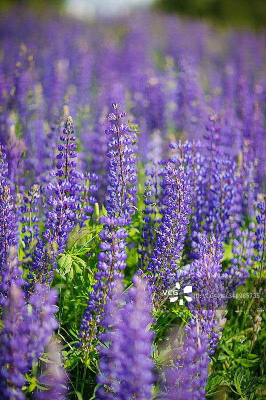 特写图像的夏天开花，紫色的卢平-股票照片图片素材