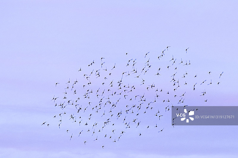一群椋鸟在夕阳下喃喃自语。图片素材