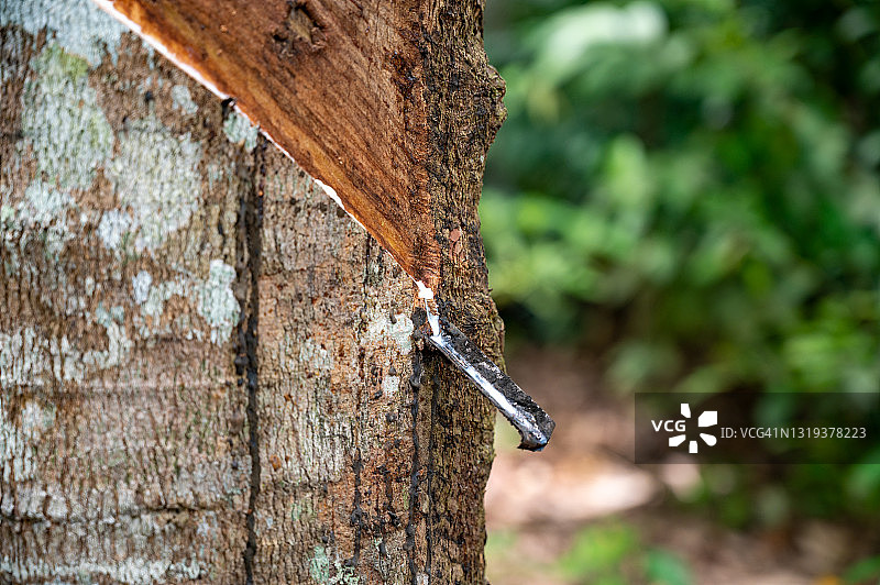 专业橡胶树、橡胶采集地位于泰国南部。图片素材