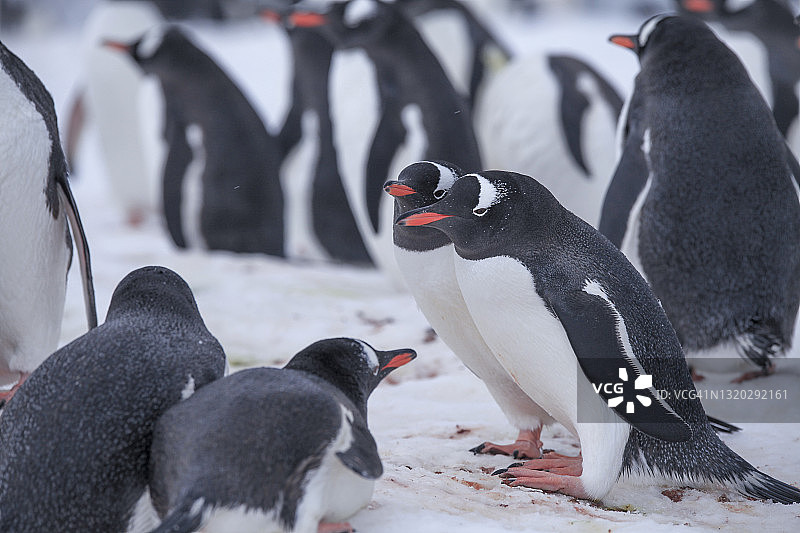 丹科海岸雪地上的一群企鹅图片素材