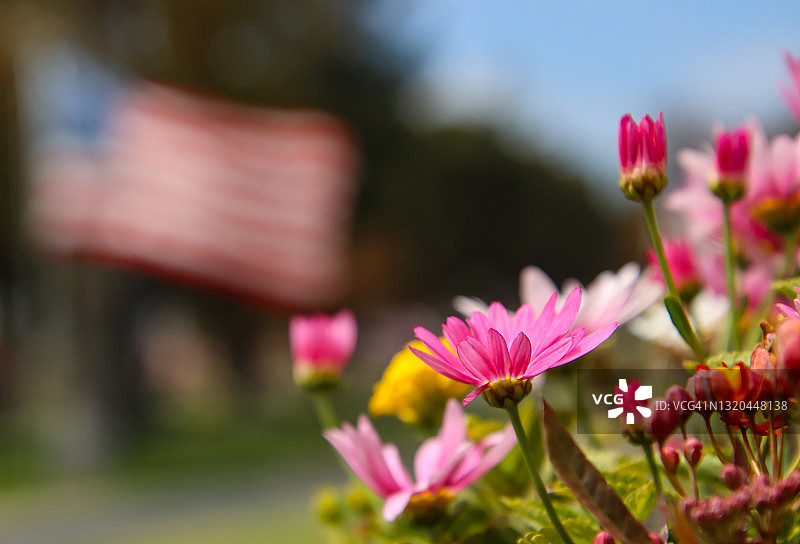 春天的鲜花和美国国旗图片素材