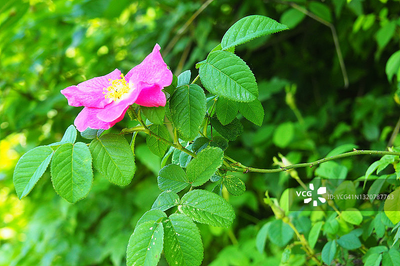 美丽的粉红色野玫瑰，枝叶茂盛图片素材