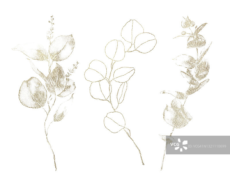 水彩花套金色桉树的叶子，种子和线状的树枝。手绘银元桉树孤立在白色的背景。插图设计，印刷，织物或背景。图片素材