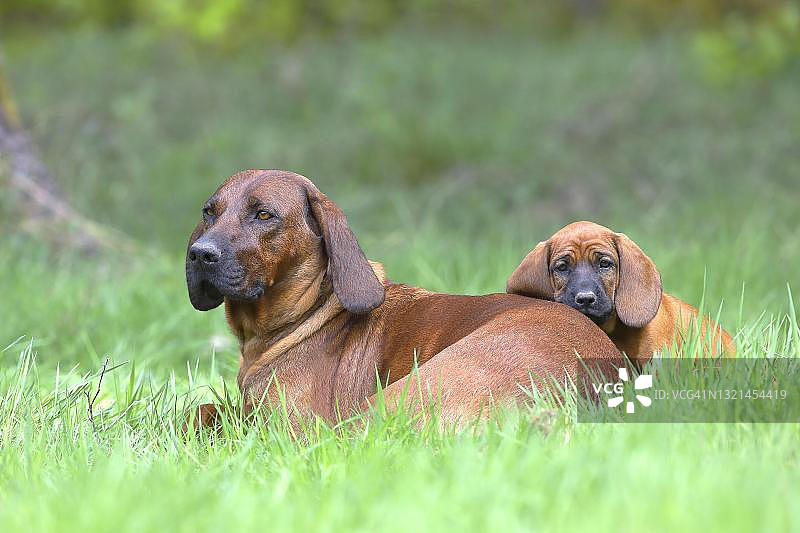 德国北莱茵-威斯特伐利亚的西格尔兰，母犬带着9周大的小狗图片素材