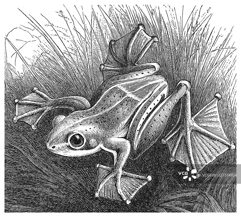 古老的黑蹼树蛙、绿飞蛙、莱因沃特树蛙雕刻插图(Rhacophorus reinwardtii)图片素材