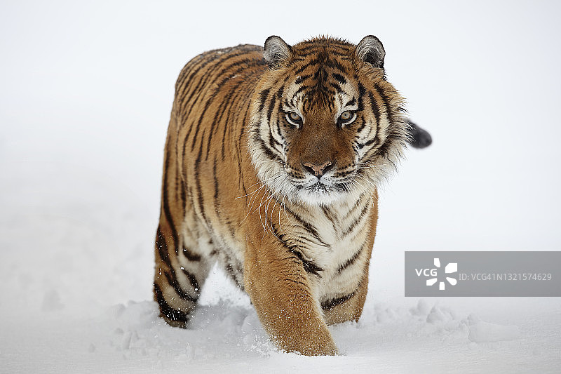 这是东北虎(阿尔泰卡虎)在雪地上走向相机的近距离正面照片图片素材