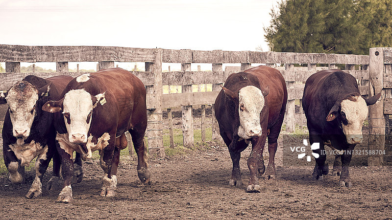 在晴朗的日子里，在田野上的牛与家畜标签的肖像图片素材