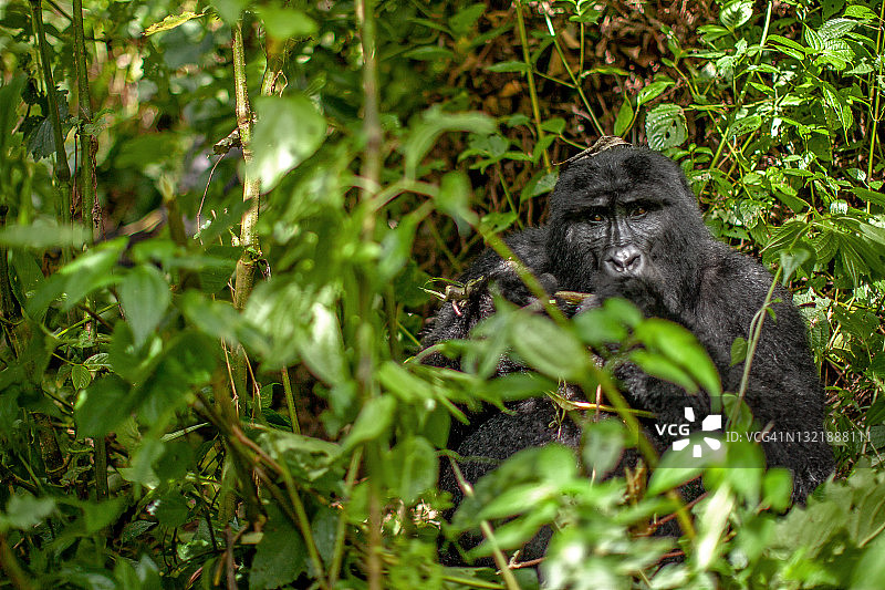山地大猩猩(白令盖大猩猩)进食和看相机的正面视图图片素材
