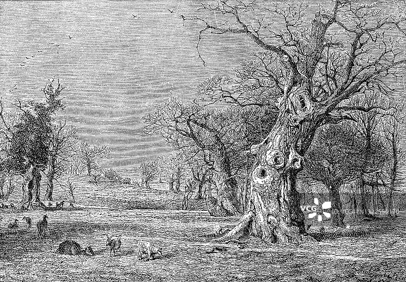 最初的皇家橡树在博斯科贝尔房子在斯塔福德郡，英格兰- 18世纪图片素材