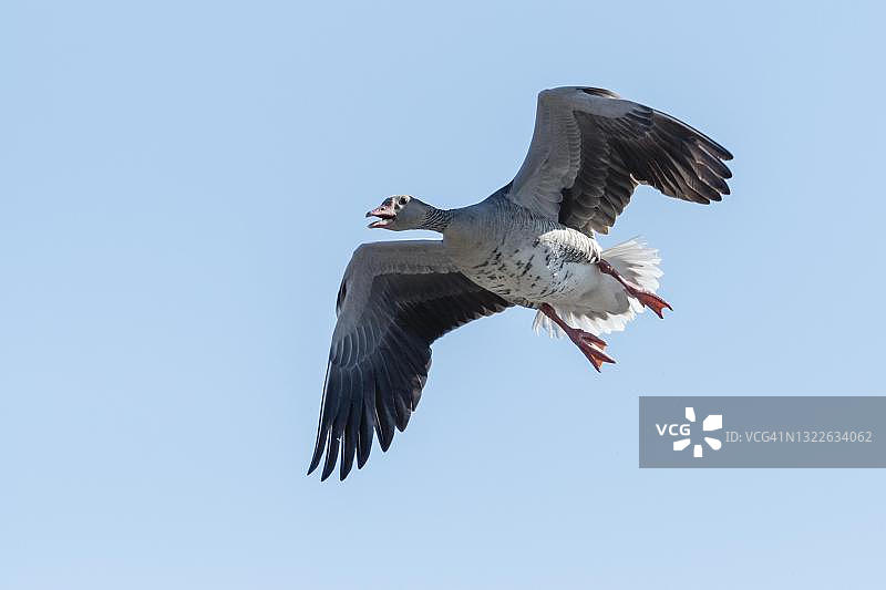 灰鹅，飞翔，新usiedl湖国家公园，Burgenland，奥地利图片素材