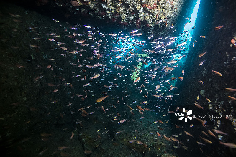 一群小鱼游向海床上的裂缝。Owase,米氏日本图片素材