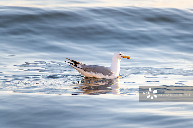 一只海鸥在海上漂浮图片素材