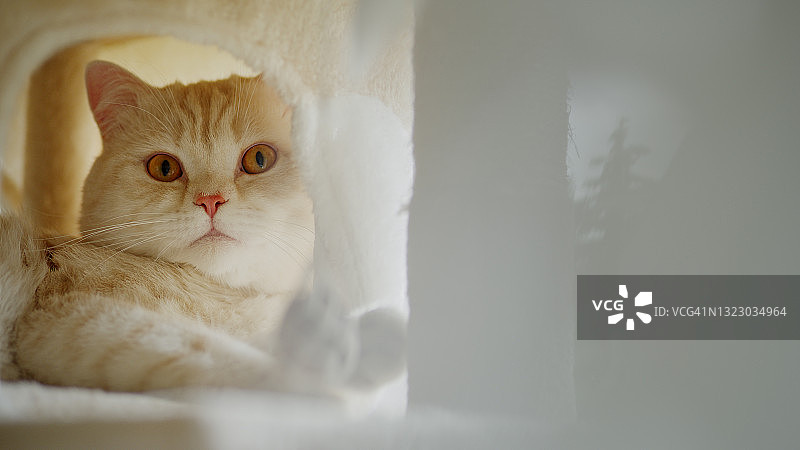 可爱的英国短毛猫在毛茸茸的猫屋里休息图片素材