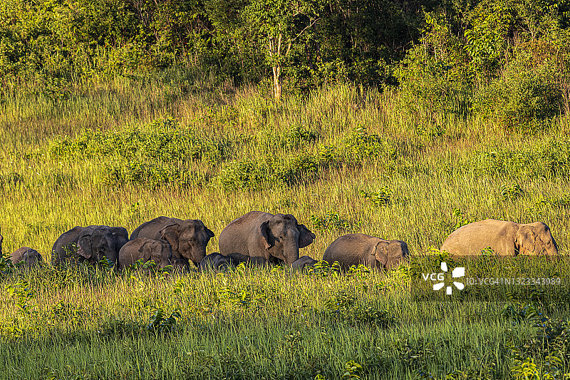 大象和它的宝宝在野外的草地上行走图片素材