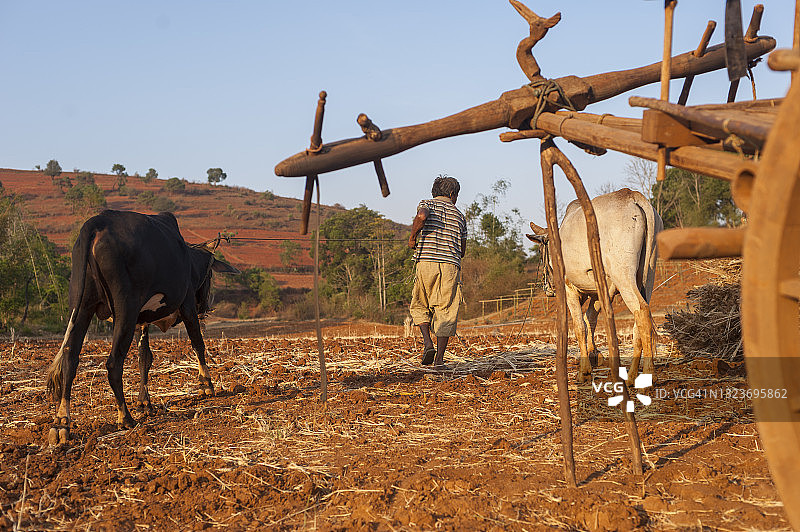 一个男人在田里用他传统的木制牛车收割小麦图片素材