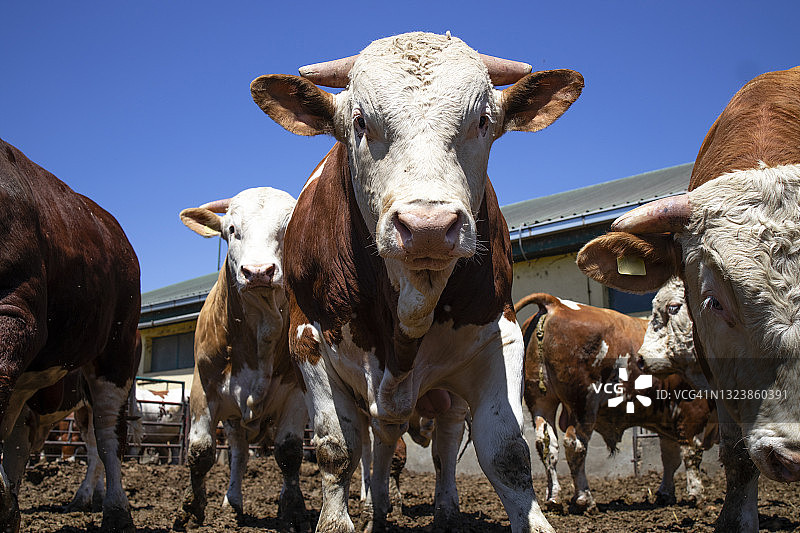 一群强壮的公牛，是有机农场肉类生产的家畜。图片素材