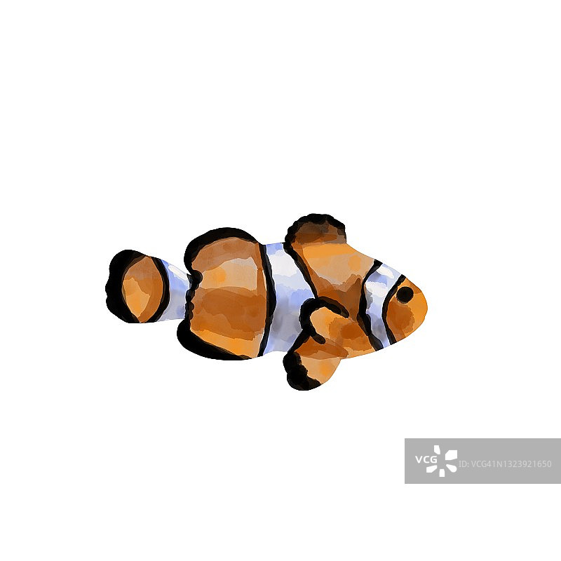 一个橙色小丑鱼的水彩插图。孤立在白色背景上的咸水外来两栖鱼图片素材